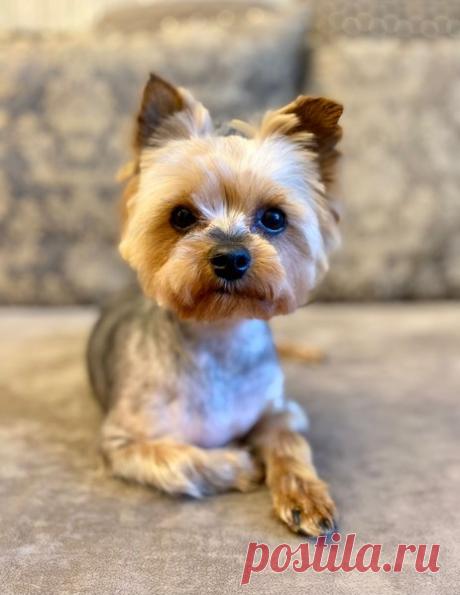 Веселая и полная позитива собачка Кэти в добрые руки. Москва МО – "ЗВЕЗДЫ В ЗАЩИТУ ЖИВОТНЫХ", пользователь Любовь Морган | Группы Мой Мир