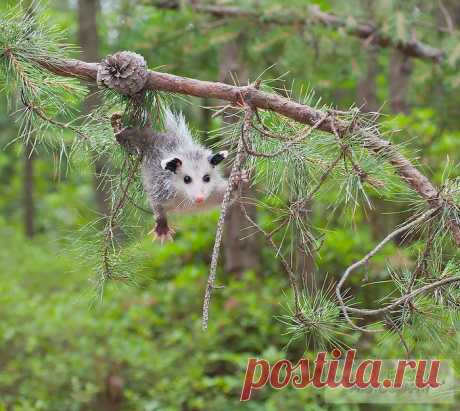 15 поссумов и опоссумов доказывающих, что они самые милые существа в мире