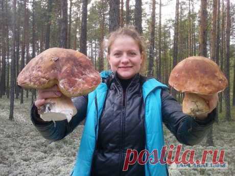 Вот такие белые грибы растут в Сургуте!