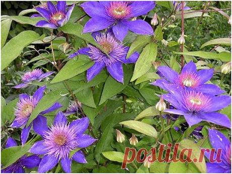 Как бороться с увяданием клематисов.