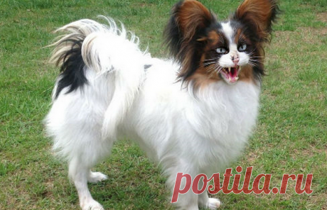 Жизнеописание Маси, уникального зверя. «Не мышонок, не лягушка» -