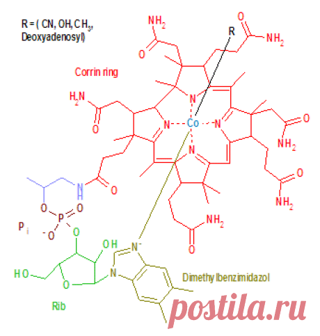 Витамин B12 (цианокобаламин): содержание в продуктах и применение | Витамины.py