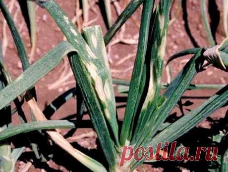 Лук гниет при хранении – в чем причина?