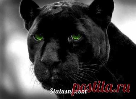 Кино на выходные. Хорошо дома рядом с семьёй , с детьми. Можно всем вместе поглядеть интересный фильм.
Хорошее кино, как дорогой автомобиль в автосалоне - оставляет после просмотра хорошее настроение и мечты... https://kinodlavseh.blogspot.ru/