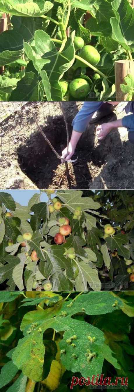 Инжир от А до Я. Агротехника инжира в открытом грунте