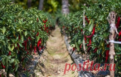 С чем можно, а с чем нельзя сажать горький перец: полезные и вредные соседи