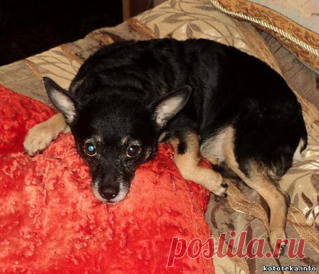 пропала собака, породы пинчер-тойтерьер, черный с коричневыми лапами - Собаки - Объявления - Кошки Тюмени, собаки Тюмени, другие питомцы