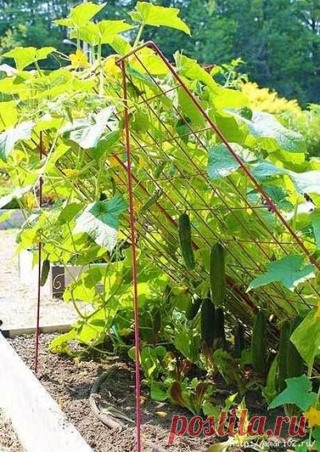 Чтобы огурцам было удобно