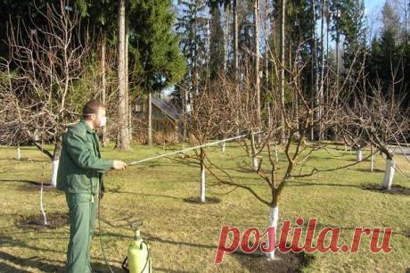 Борьба с вредителями яблонь (обработка от вредителей): весной, летом, осенью