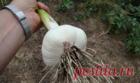 Чем сейчас полить чеснок, чтобы осенью выкопать головки размером с яблоко