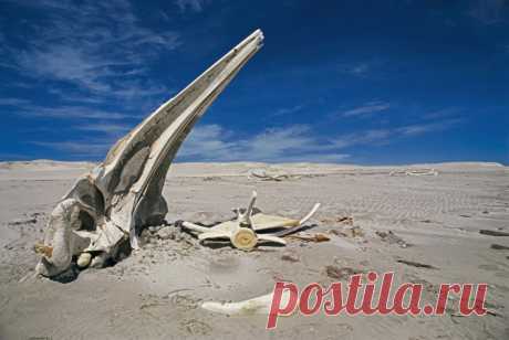 Песнь пустыни Сонора — National Geographic Россия Пустыня может быть обманчивой: выжженная солнцем равнина вдруг превращается в цветущий сад, наполненный звуками жизни.