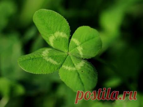 Четырехлистный клевер – талисман счастья и удачи