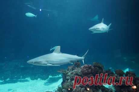 В Египте заявили о безопасности моря после новостей об атаке акулы на дайвера. В Египте после новостей о нападении акулы на 58-летнего дайвера власти заявили об абсолютной безопасности побережья Средиземного моря. По словам министра окружающей среды Ясмин Фуад, в этом море акулы ни разу не кусали людей. Она уточнила, что раны пострадавшего не соответствуют типичным для атаки акул.