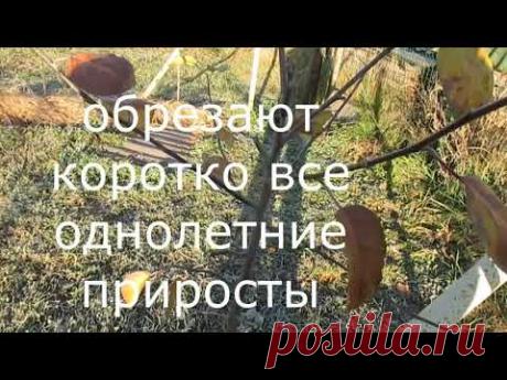 Обрезка яблони с сильным укорачиванием новых побегов.