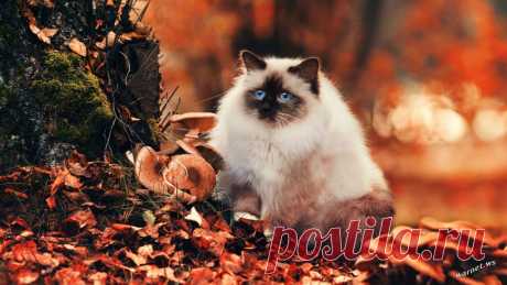 Подборка смешных, не очень и просто красивых фотографий (104 фото)