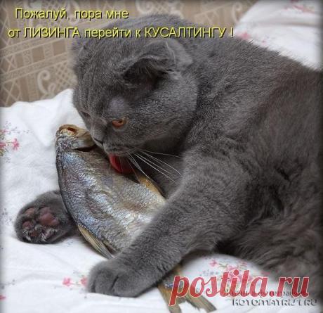 Есть улов! | KotoMail.ru