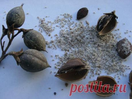 Фото Павловни. Плоды с семенами