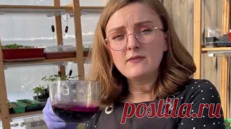 Семена Алтая. Дачные советы от Виктории Карелиной | ВСЯ ПРАВДА о МАРГАНЦОВКЕ и ХЛОРГЕКСИДИНЕ! Чем лучше "протравить" семена? | Дзен