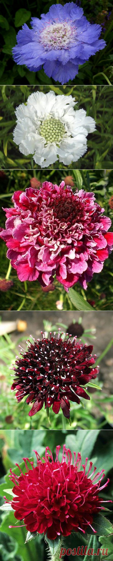 Скабиоза или “Знакомая незнакомка” | Самоцветик