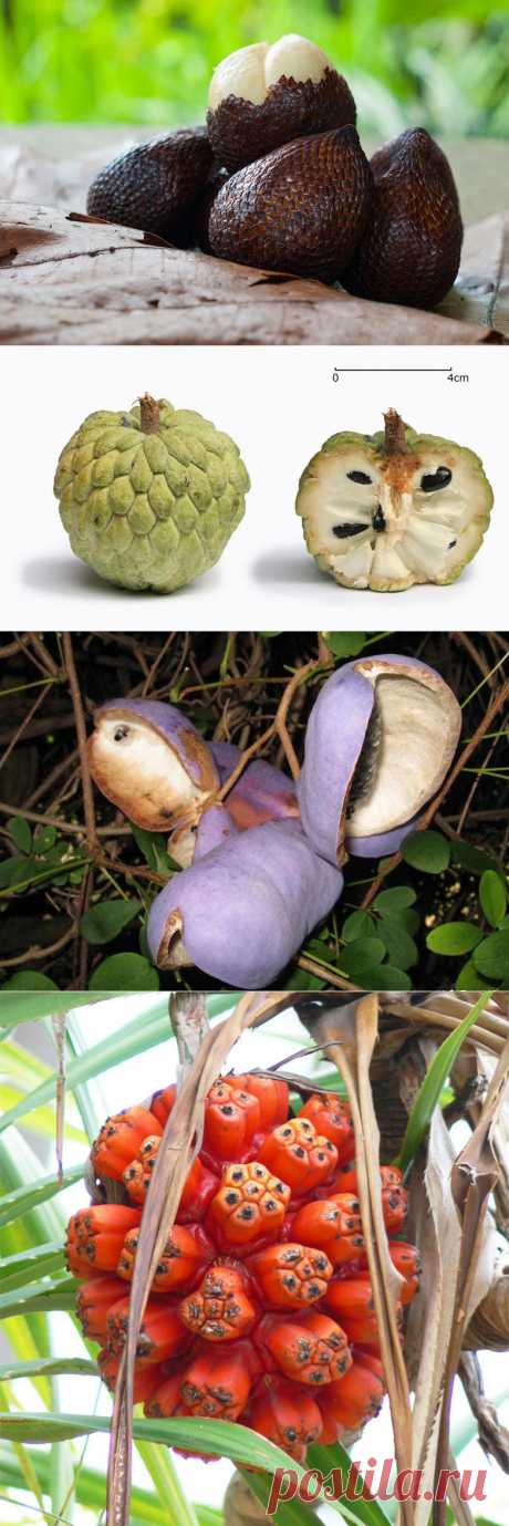 ТОП-5 экзотических фруктов, которые обязательно нужно попробовать