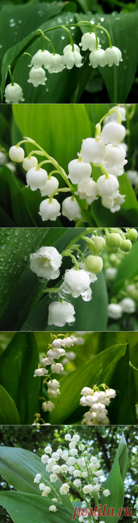 Ландыши: нежная и чистая красота