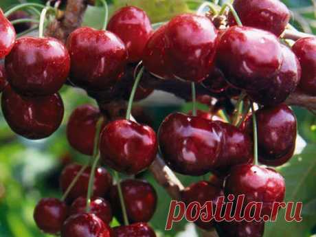 Чтобы черешня не полопалась