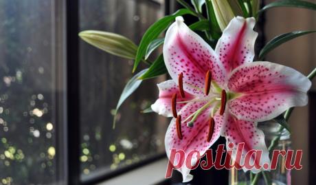 Натюрморт с лилиями