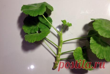 ВИДЕО: проверенный способ укоренения черенков герани. Процент успеха — 99 %! | Жизнь комнатных растений | Яндекс Дзен