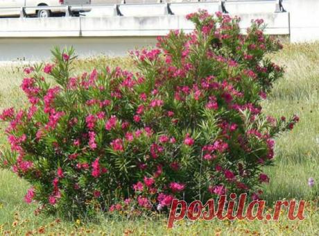 Олеандр - Комнатные цветы и растения