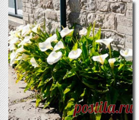 Все о садовых каллах