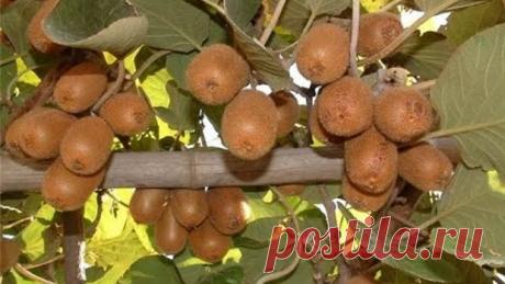 (8) Одноклассники