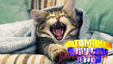 Вам нравится смотреть приколы с котами? Тогда мы уверены, Вам понравится наше видео 😍. Также на котомании Вас ждут: видео кот,видео кота,видео коте,видео котов,видео кошек,видео кошка,видео кошки,видео о котах, видео прикол, видео с кошками, котик, котики смешное, кошка видео, прикол видео кошек, приколы о кошках видео, про котов, ролики про котов, смешное о кошках, смешные видео с кошками, смешные кошки видео