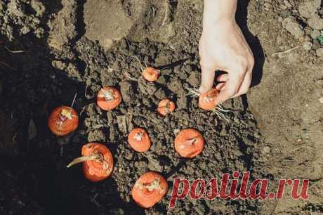 Как правильно сажать гладиолусы