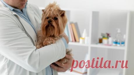 Рак молочной железы у собаки. Признаки рака.
Рак молочной железы - наиболее часто диагностируемая опухоль у интактных самок собак старше 7 лет. Узнайте о признаках и лечении этого заболевания в статье от наших ветеринаров.
Изображение от Freepik