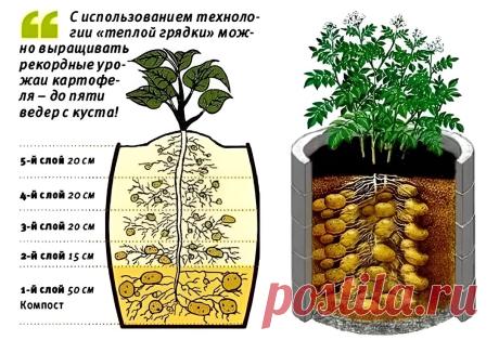 Картофель в бочке