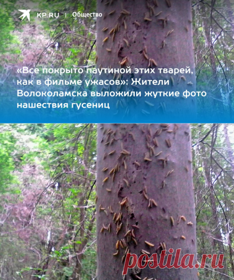 26-6-22-В ПОДМОСКОВЬЕ-«Все покрыто паутиной этих тварей, как в фильме ужасов»: Жители Волоколамска выложили жуткие фото нашествия гусениц - KP.Ru