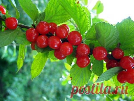 Войлочная вишня: как ухаживать за маленькой обитательницей сада