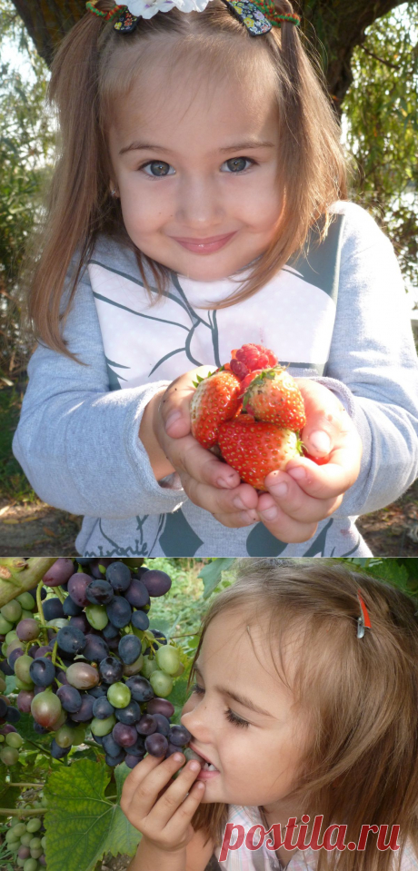 Как хорошо летом на даче! Как много интересного и какой увлекательный мир открывают здесь для себя маленькие сорванцы! Зелень, солнце, море эмоций и ягоды..! Здесь растёт малина, а вот виноград, а вооон там клубничка… а вот и красная смородина, а чуть дальше-чёрная.Объедение! В поисках сокровенной ягодки-малинки будет поднят каждый листочек, будет обследована каждая веточка.