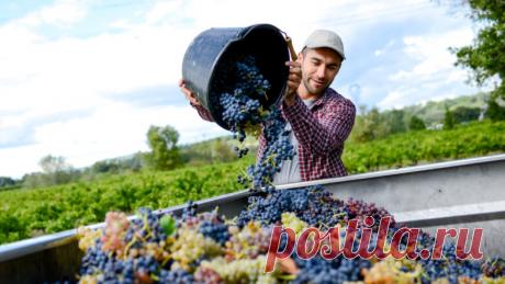 Секретные виноматериалы: чем обернулось повышение алкогольных акцизов