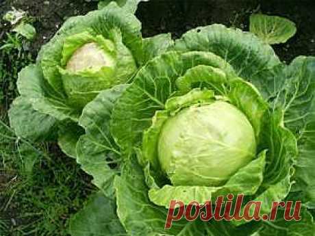 Капуста повышает выживаемость у женщин с раком груди