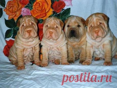 Помогу научиться Работать и Зарабатывать Деньги в Интернете.Доход Белый, вложений-продаж Нету.Легальный заработок подходит всем : студентам, мамочкам в декрете, пенсионерам и вообще Всем, кому нужны деньги.Кому интересно, ставьте любой смайлик в комментариях или пишите в личку.