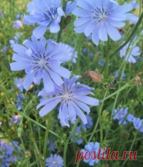 Цикорий заменитель кофе и народное средство лечения