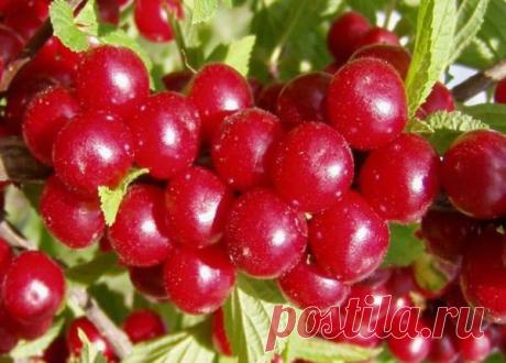 Войлочная вишня: как ухаживать за маленькой обитательницей сада