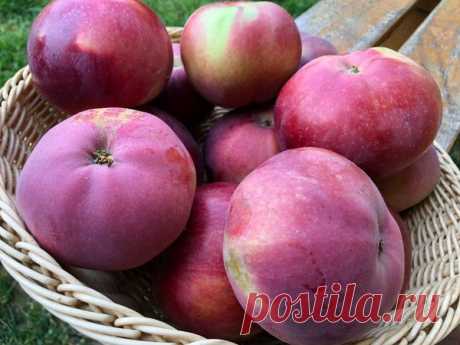 Любимый сорт колоновидной яблони | Виталий Декабрев | Яндекс Дзен