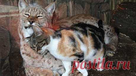 Gato invade jaula de lince em zoológico e eles se tornam grandes amigos Este caso foi registrado no zoológico de São Petesburgo, na Rússia. Uma gata doméstica invadiu a jaula de um lince e, inicialmente, parecia que isto terminaria de forma triste. Mas, diferentemente do que se imaginou,