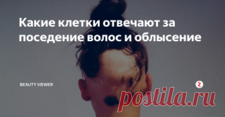 Какие клетки отвечают за поседение волос и облысение Строение волос и их биологическую жизнь начали изучать сравнительно недавно. Раньше всё, что о них знали - это то, что волосы необходимы для терморегуляции кожного покрова, что защищают от ультрафиолета, у разной расы - разный тип волос, а также выявили их цикл жизни. В остальном волосы были не так интересны ученым, до того момента, как в волосяном фолликуле обнаружили стволовые клетки.
Год назад