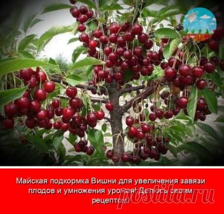 Перед внесением удобрения нужно учитывать возраст вишни, оно нуждается в микро и макро, это азот,калий, фосфор, и кальций, магний, железо, бор и др.Азот поможет нарастить зеленую массу, калий улучшает созревание, так же повысит устойчивость к заболеваниям и конечно иммунитет, поможет быстрее вызревать побегам, фосфор отвечает за завязывание плодов.
Деревья подкармливают за сезон от 3-5 раз, и это правильно.Вот основные подкормки; Ранней весной после таяния снега, а так же до, и вовремя цветения