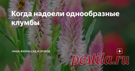 Когда надоели однообразные клумбы Фото и краткое описание многолетних и однолетних цветов с кружевными лёгкими соцветиями