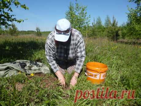 Первые шаги. Сажаем кедры