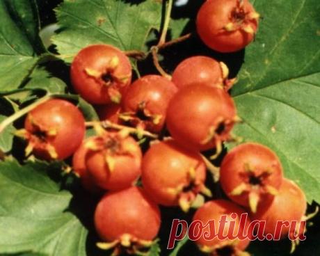 Помогите выбрать самый вкусный сорт боярышника / 7dach.ru